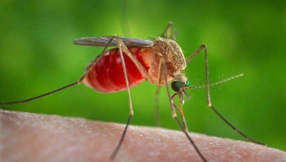 West Nile virus found in Bernalillo County mosquitoes