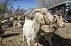 You've goat to be kidding: City gets a four-legged assist removing invasive plants in the bosque