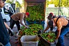 AGRICULTURE Sen. Luján proposes emergency aid for specialty crops Senate bill proposes $5 billion emergency fund Workers collect chile for roasting at Garcia's Kitchen in Albuquerque on Tuesday, Aug. 20, 2024. Jon Austria/Journal Algernon D'Ammassa Algernon D'Ammassa Journal Staff Writer Published June 26, 2026 - 8:55 a.m.