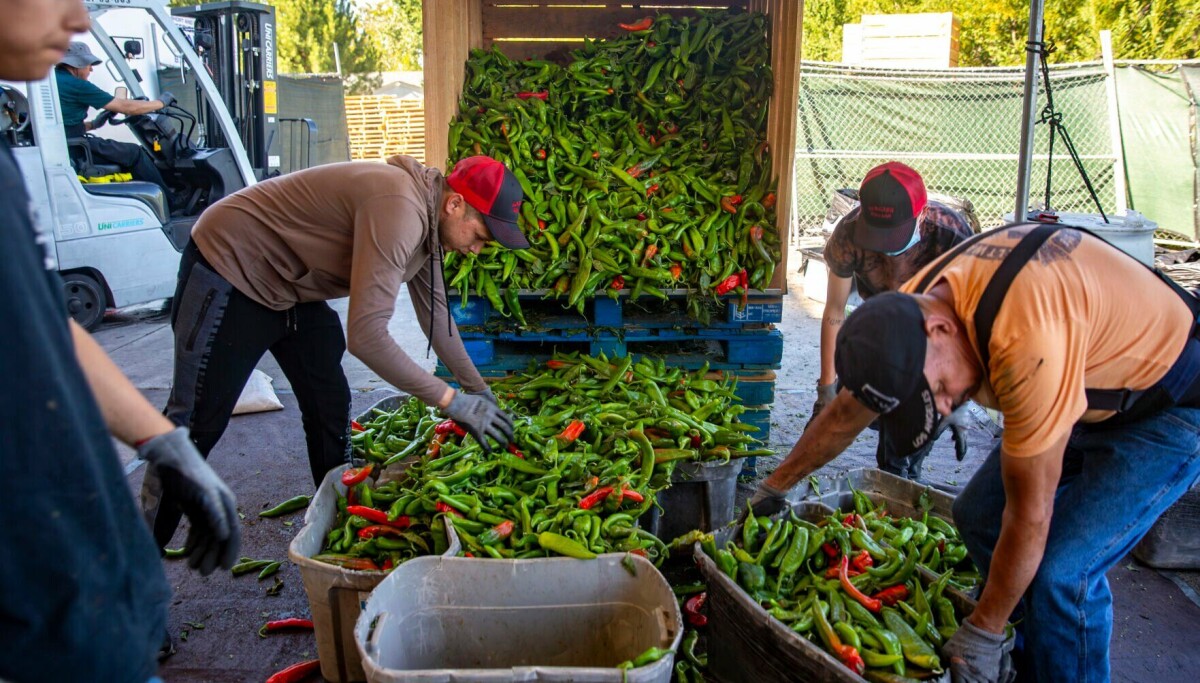 AGRICULTURE Sen. Luján proposes emergency aid for specialty crops Senate bill proposes $5 billion emergency fund Workers collect chile for roasting at Garcia's Kitchen in Albuquerque on Tuesday, Aug. 20, 2024. Jon Austria/Journal Algernon D'Ammassa Algernon D'Ammassa Journal Staff Writer Published June 26, 2026 - 8:55 a.m.