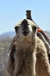 Camels 5.jpg