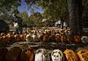 20251030-news-cb-pumpkins-01.jpg
