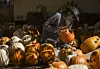 20251030-news-cb-pumpkins-03.jpg