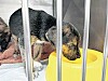 Valencia County pet owners no longer to pay license fees