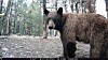 Black bear treed in Fort Marcy Park moseys on, one of 18 sightings in Santa Fe last month