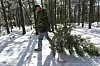 Christmas tree harvesting permits available through national forests, Bureau of Land Management