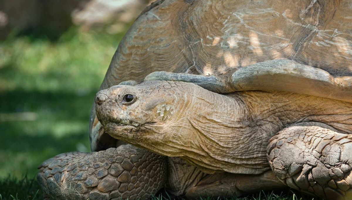 'Quite the personality': Over 50-year-old tortoise dies