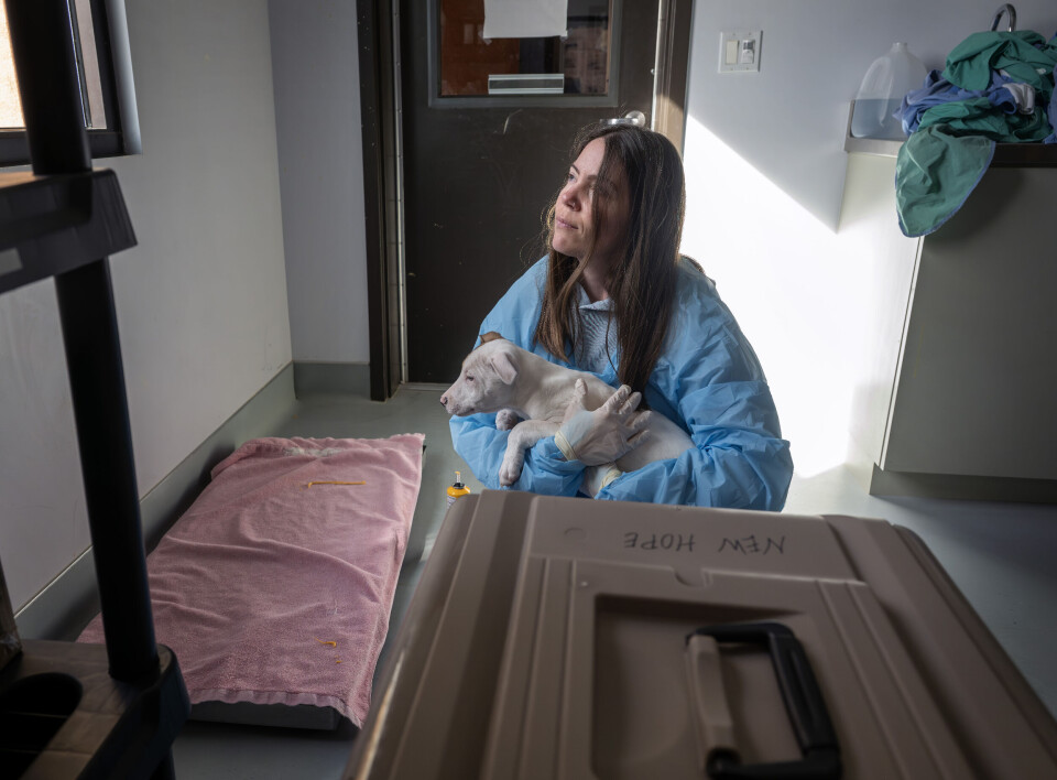Santapi Animal Santa Fe animal shelter receives $100K anonymous donation, nears $900K ...