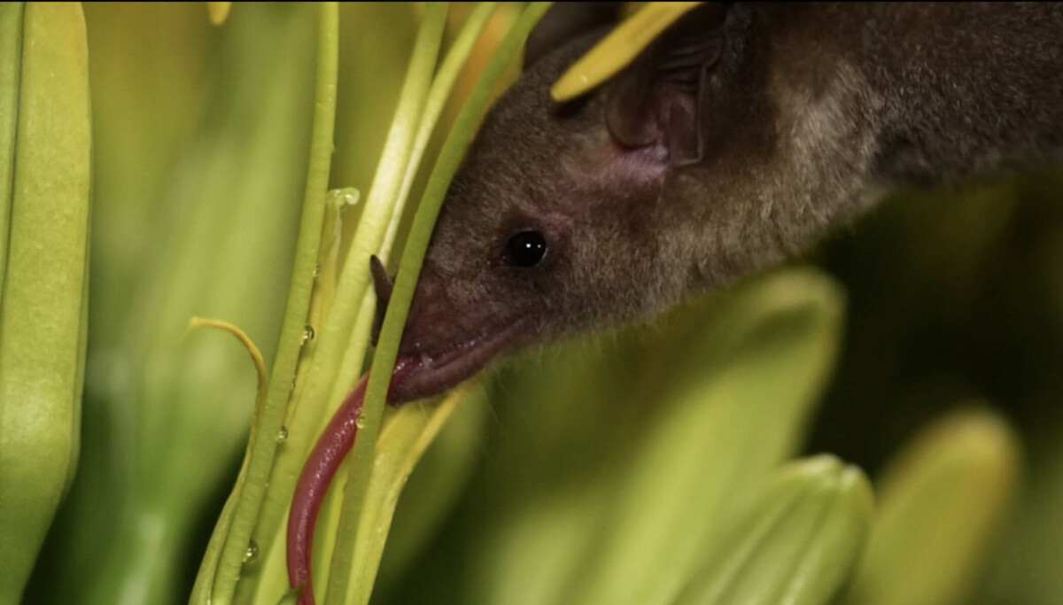 Endangered Mexican long-nosed bat found farther north than ever before