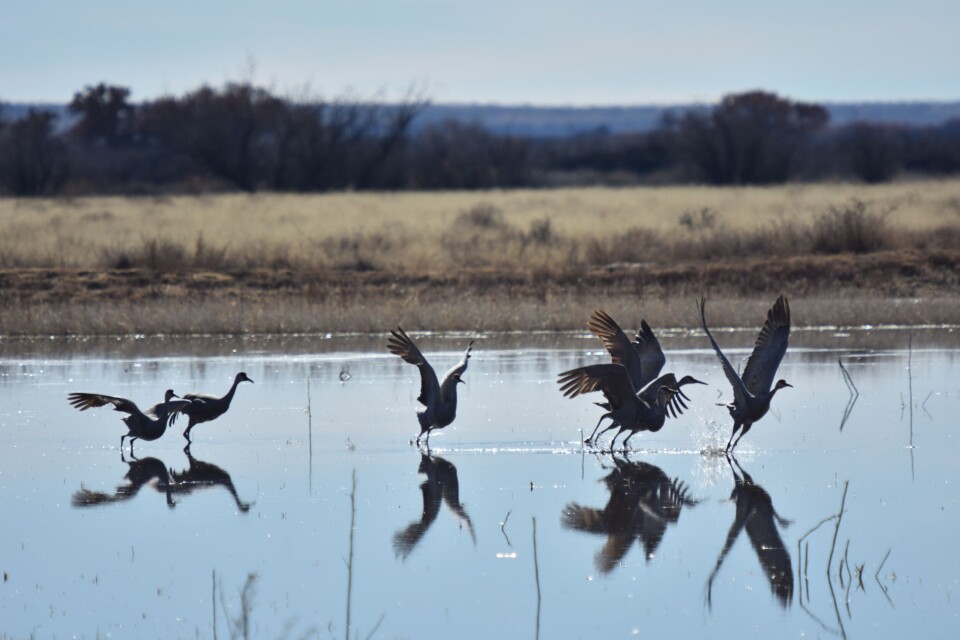 March Into Spring Lettering The sounds of a Southwest spring in New Mexico: Sandhill cranes, wild ...