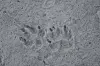 Close-up of two animal paw prints pressed into gray sand.