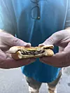 Person in a blue shirt holding a half-eaten hamburger with both hands.