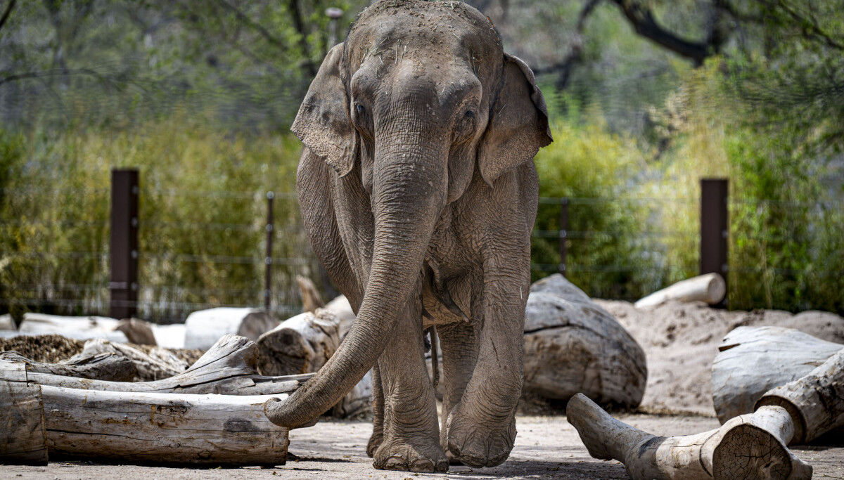 Alice the elephant’s escape sparks debate over zoo captivity