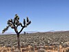 Single Joshua tree in a wide desert landscape under a clear blue sky.