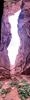 Vertical view looking up between tall red canyon walls toward a bright strip of sky, with rocky ground and plants below.