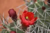 Close-up of a red cactus flower surrounded by spines and unopened buds.