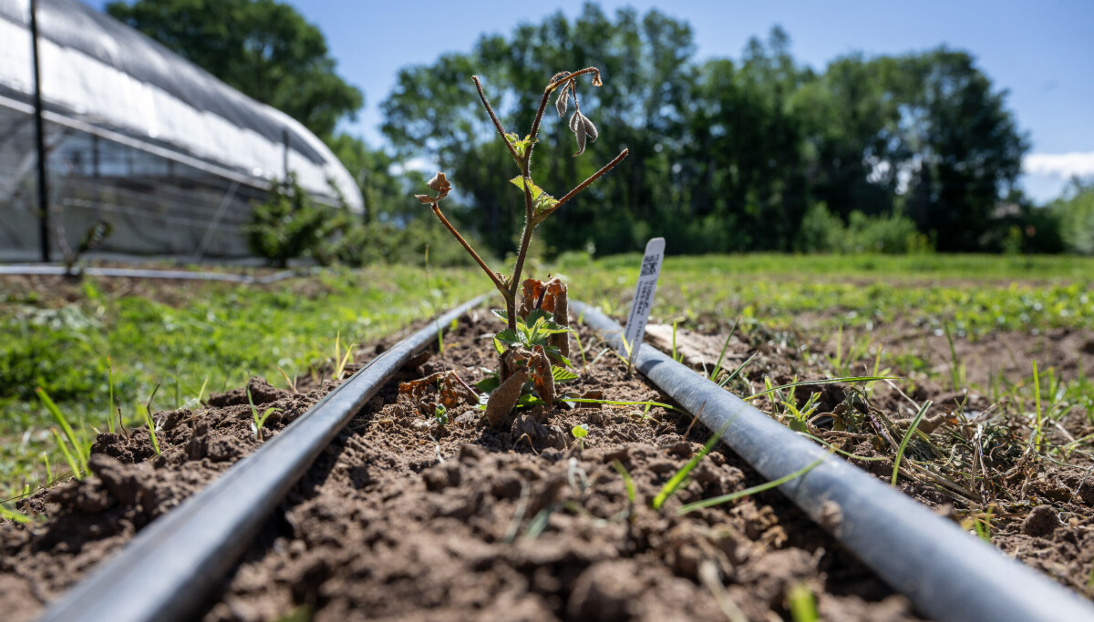 NM farmers warn senator of high costs, low water