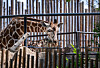 A treasure for the ABQ BioPark Zoo