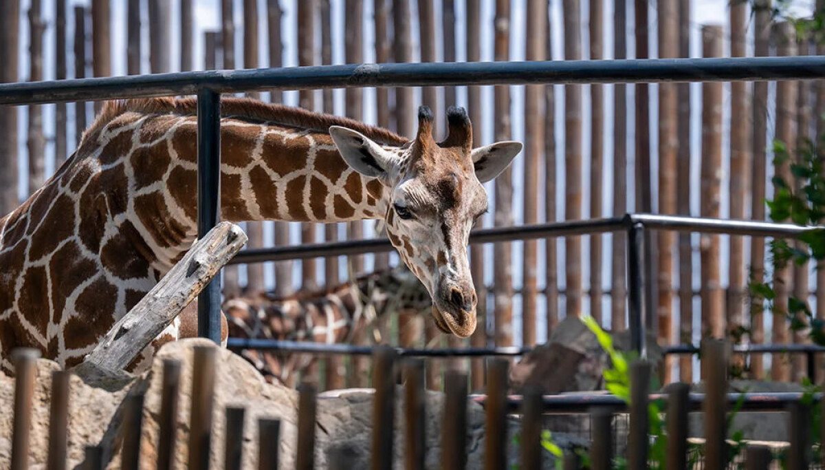 A treasure for the ABQ BioPark Zoo