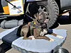 A brindle dog wearing a collar lies on a padded bed beside a large off-road vehicle tire.