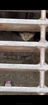 Tabby cat peering through metal storm drain grating in a concrete opening.