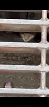 Tabby cat peering through metal storm drain grating in a concrete opening.