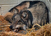 Torture is no way to manage Mexican wolves in New Mexico