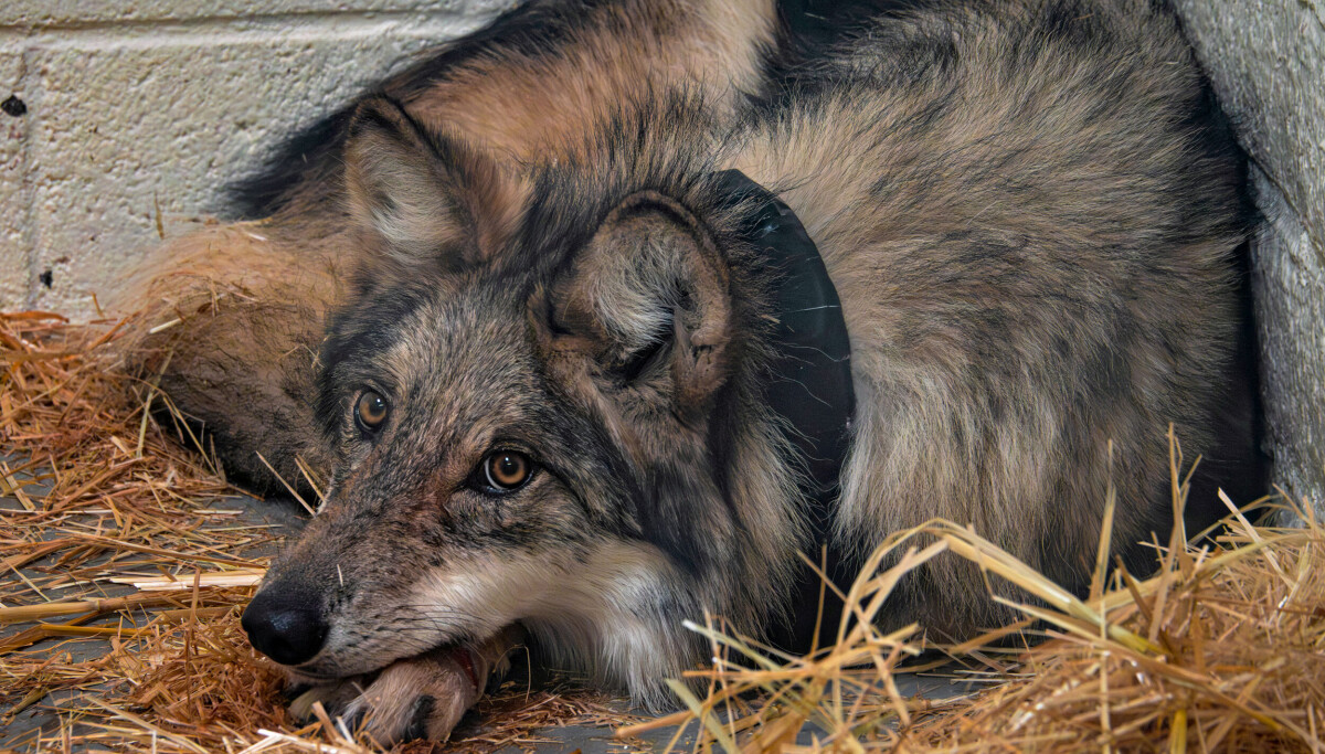 Torture is no way to manage Mexican wolves in New Mexico