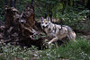 Wolf trapping on the rise in New Mexico