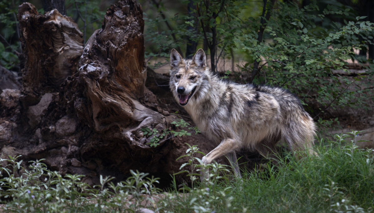 Wolf trapping on the rise in New Mexico