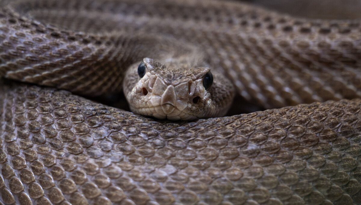 World's largest live rattlesnake collection is in Albuquerque