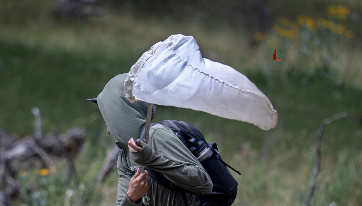 Searching for a butterfly that may no longer exist