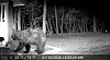 New Mexico sees spike in bear activity