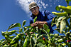 Drought and labor shortages are testing New Mexico’s chile farmers. They’re optimistic anyway.