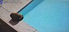 Bear spotted in Northwest Albuquerque, nearly jumps into pool