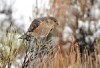 Humans are to blame for urban Cooper’s hawk deaths, study says