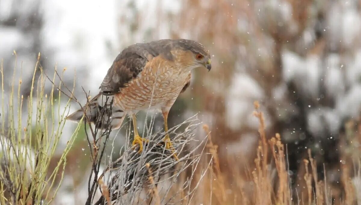 Humans are killing Albuquerque's urban hawks, study finds