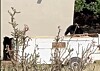 Man accused of shooting bear in Northeast Heights
