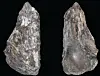 Two views of a rough gray-brown rock or mineral specimen on a black background.