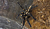 Tarantulas make surprisingly great pets — here are 8 reasons why