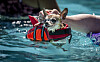 Photos: Montgomery Pool's Annual Doggie Paddle