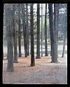 “Through the Trees,” Dana Patterson Roth.