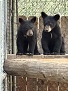 Wildlife officials have euthanized more than 100 bears this year