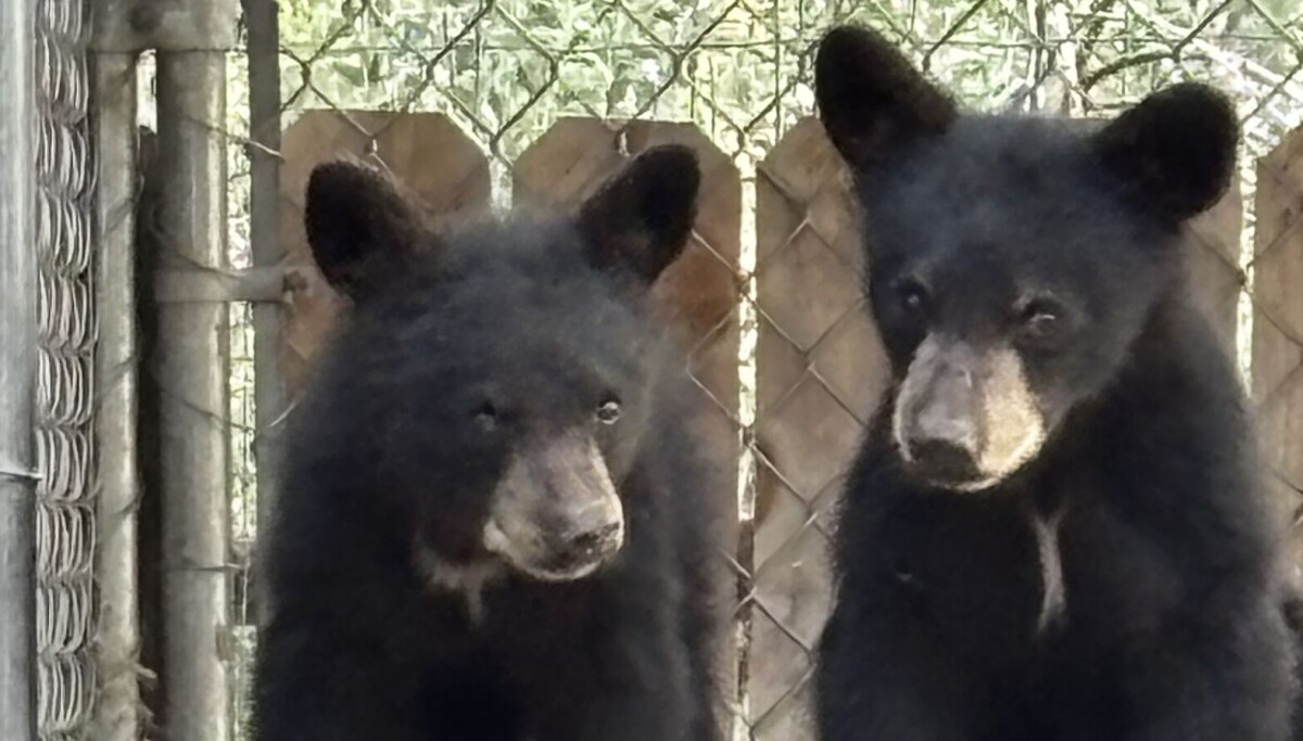 Coverage image for: Man charged in shooting of bear in Foothills neighborhood