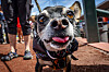 Photos: Bark in the Park