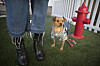 Pet Care: Step two of potty-training? Take the lead