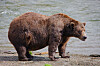 Battle of the bulge: Fat Bear Week opens for Alaska's heavyweight crown