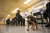 Pet care: House training hiccups: What to do next