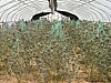 Agents seize 6,300 cannabis plants near Estancia