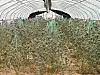 New Mexico agents seize 6,300 cannabis plants in Torrance County raid
